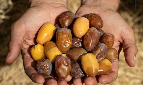 تصویر 5 از قیمت خرید خرمای هلیله + فروش ویژه